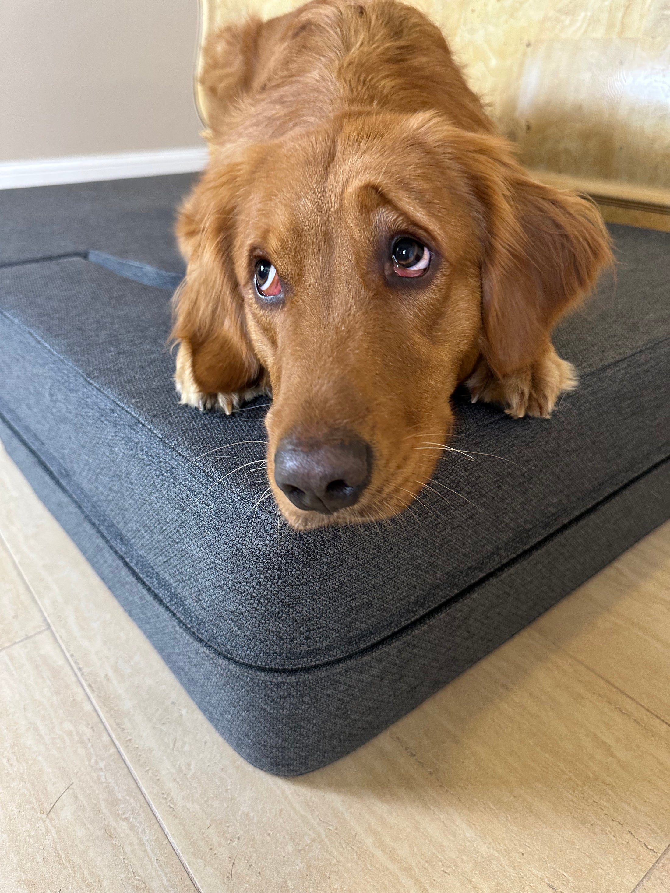 Big Buddy Booster 9.0 - 2 Step   Steps or Stairs for Big or Large Dogs