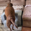 Load and play video in Gallery viewer, Big Buddy Booster 9.0 - 2 Step   Steps or Stairs for Big or Large Dogs