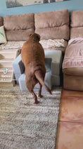 Load and play video in Gallery viewer, Big Buddy Booster 9.0 - 2 Step   Steps or Stairs for Big or Large Dogs