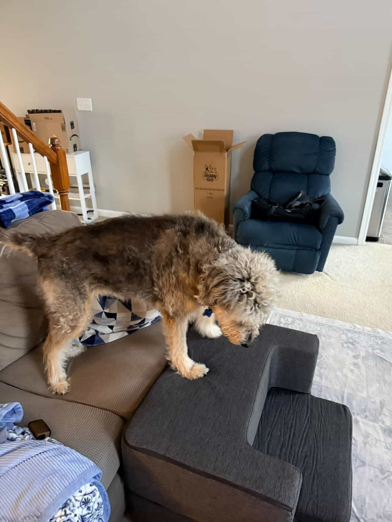 Best Pet Furniture for Modern Homes That Protects