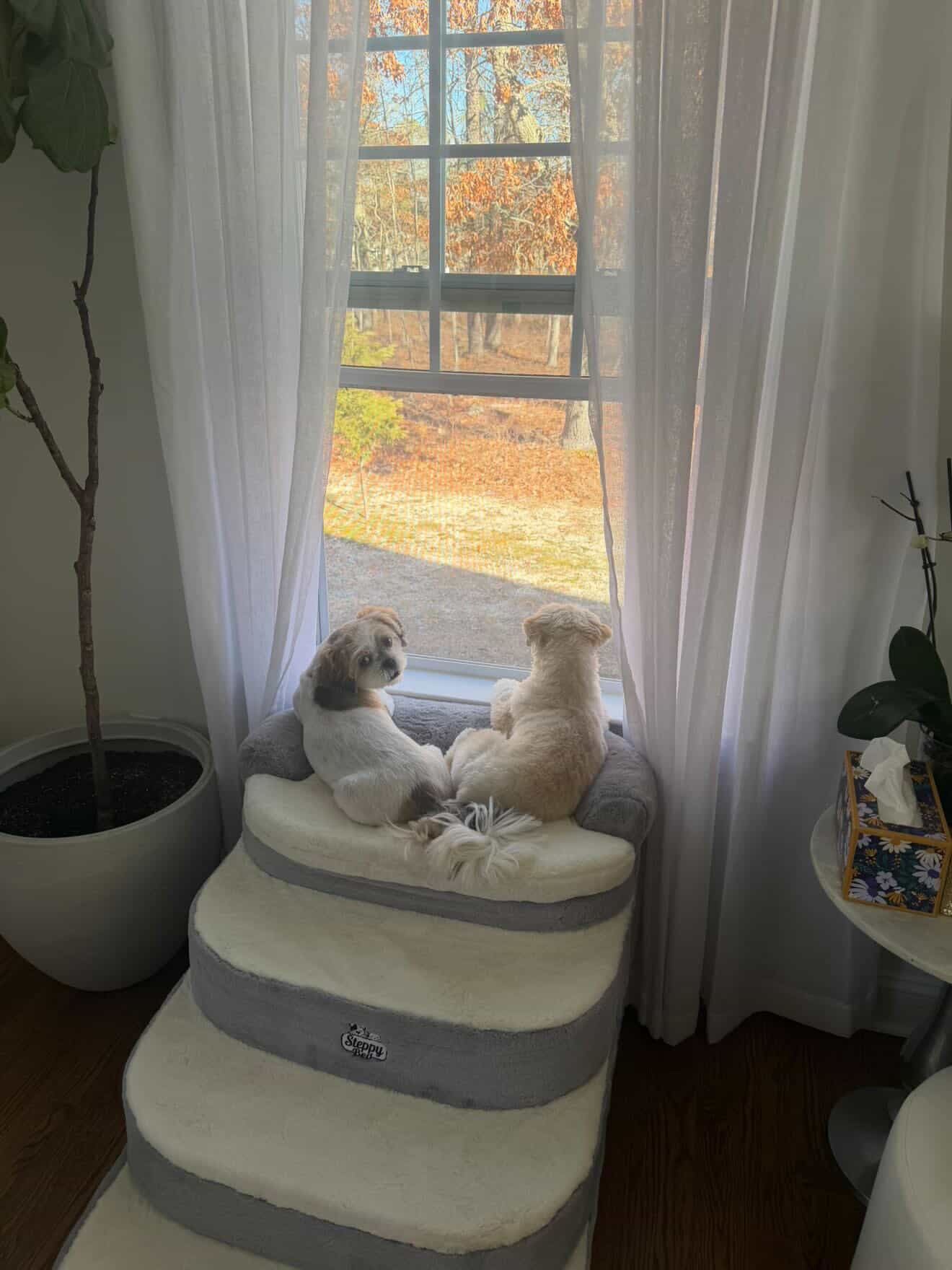 Best Dog Window Beds Indoors for Safe Lounging