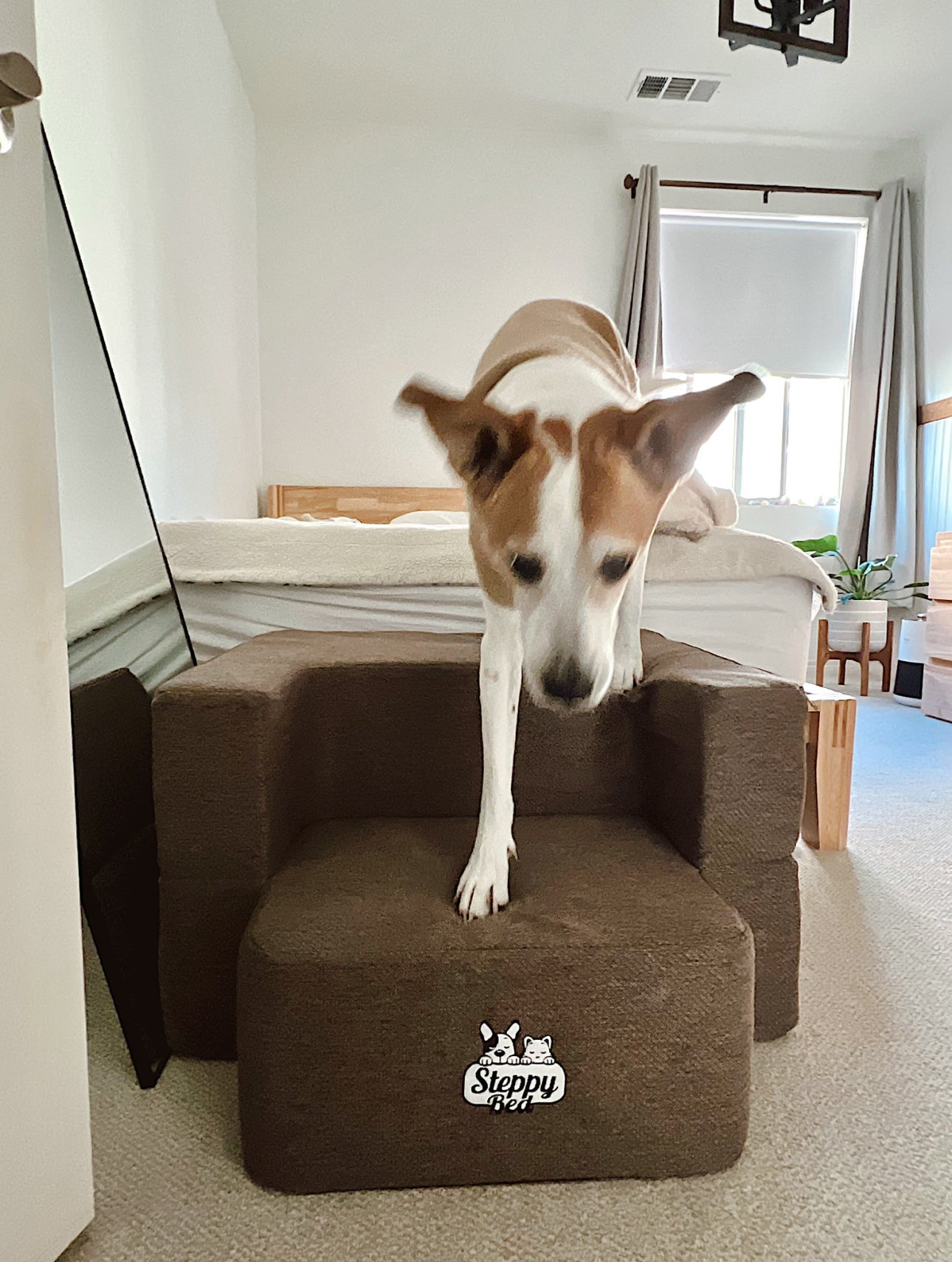 Are Dog Stairs Good for Joints?
