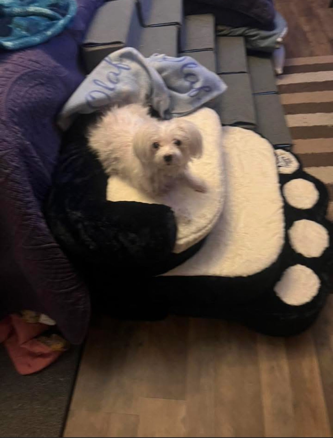 Helping a Dog Recovering From Knee Injury