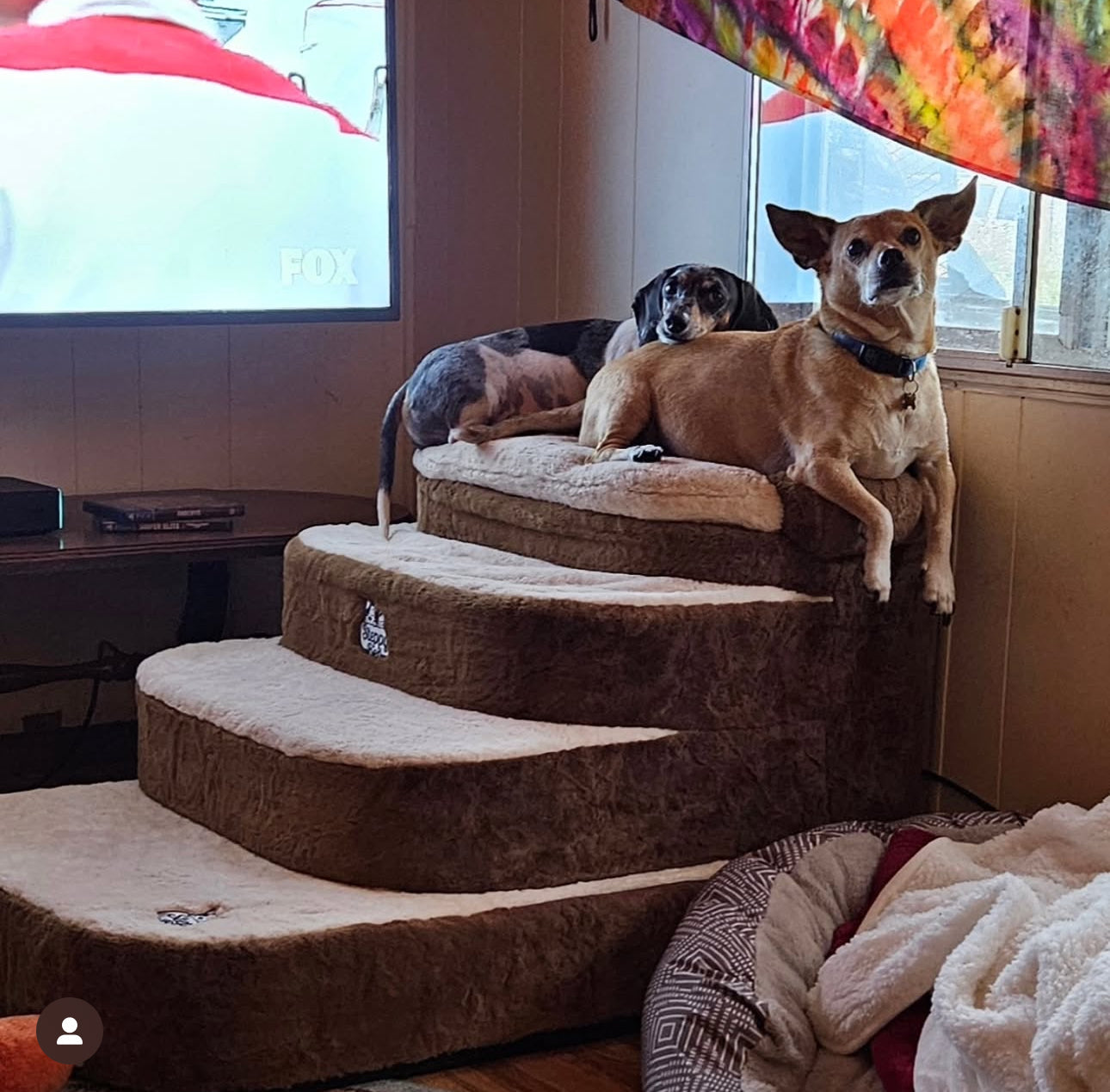 Pet Furniture Stability Keeps Every Step Safer