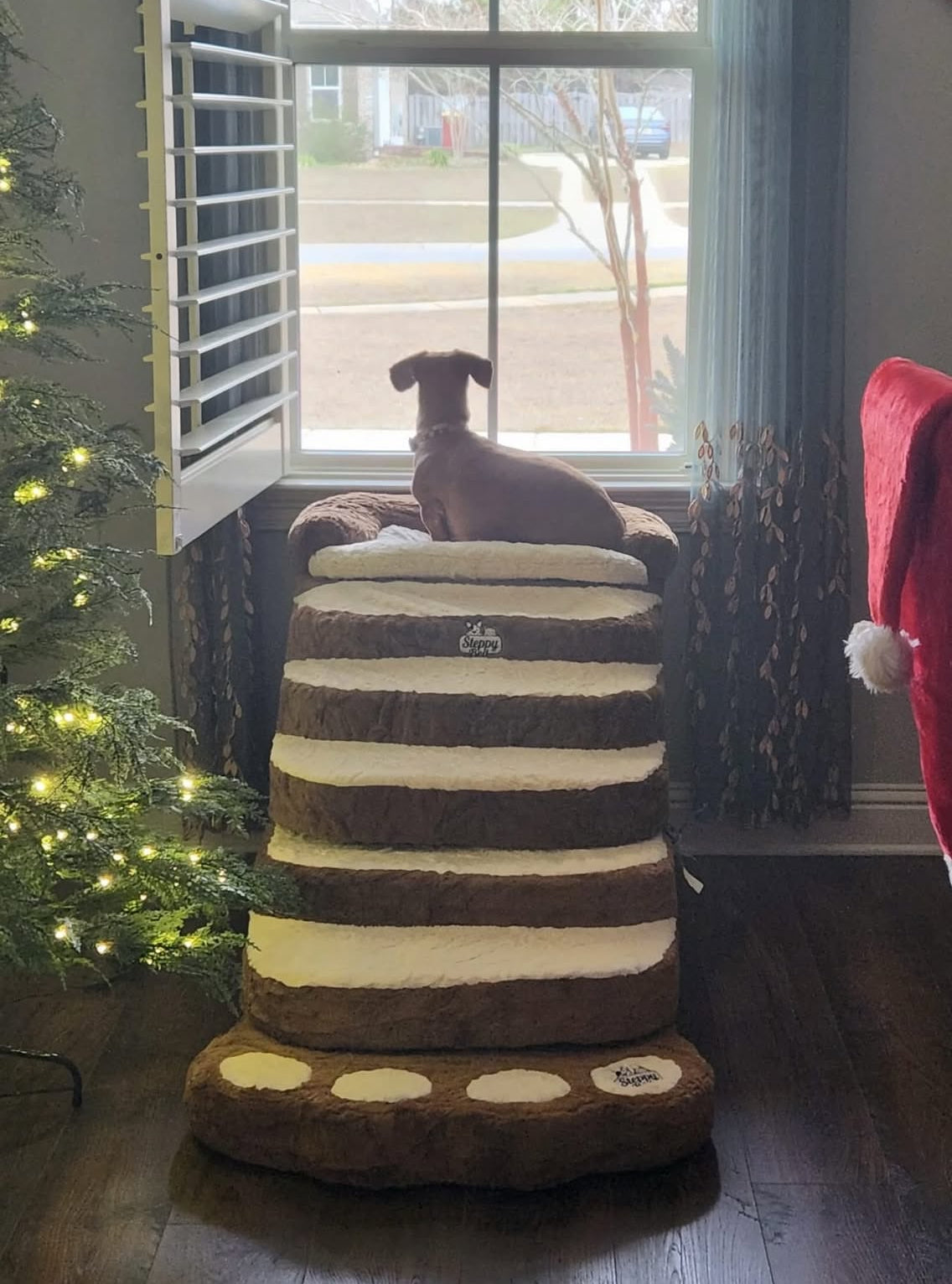 Best Dog Stairs for Dachshunds