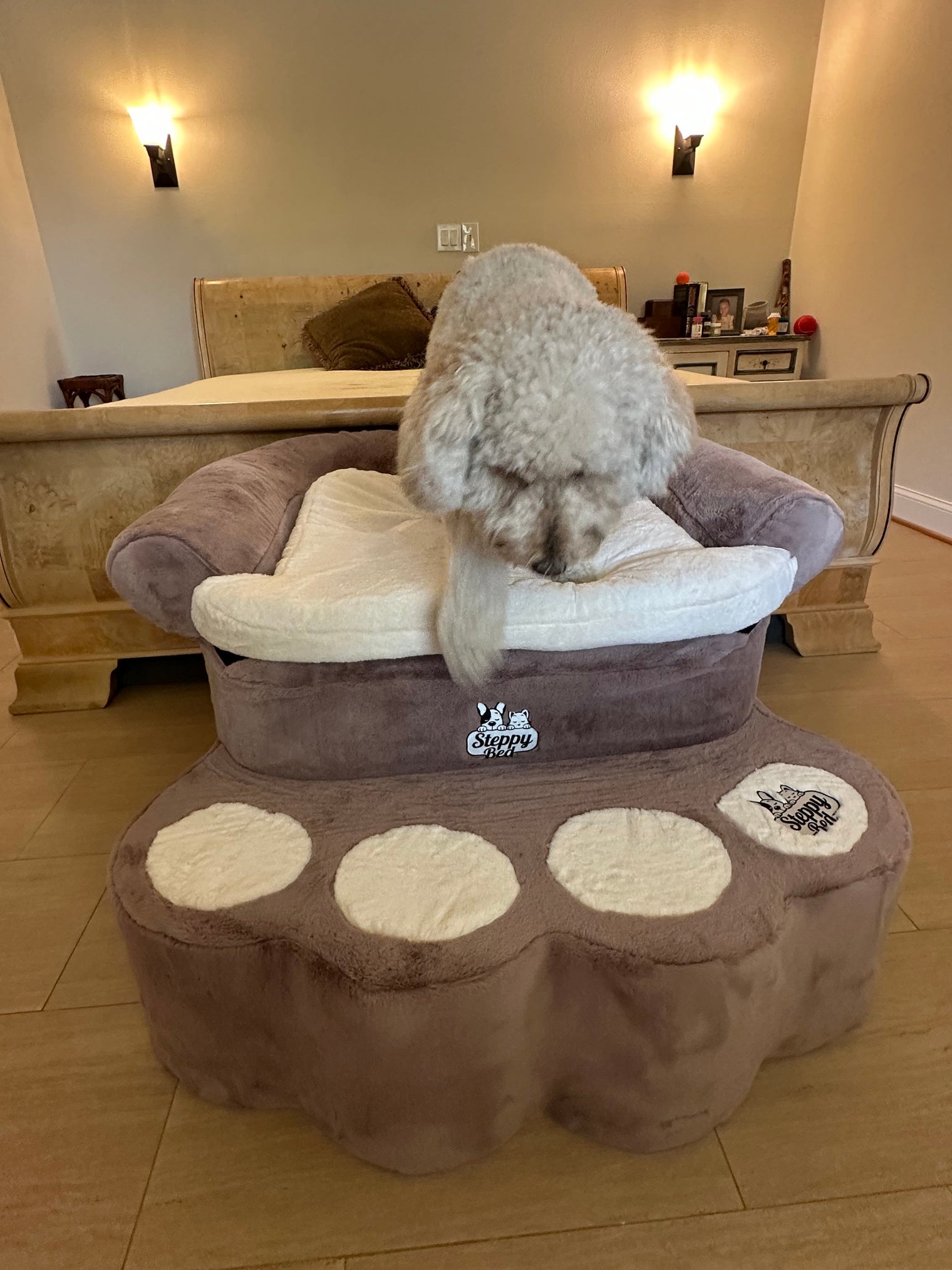 Why Do Dogs Need Stairs at Home?