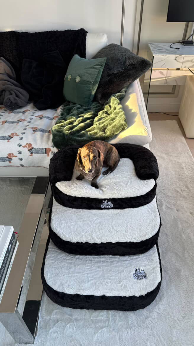 How to Make Couches Pet Accessible Safely
