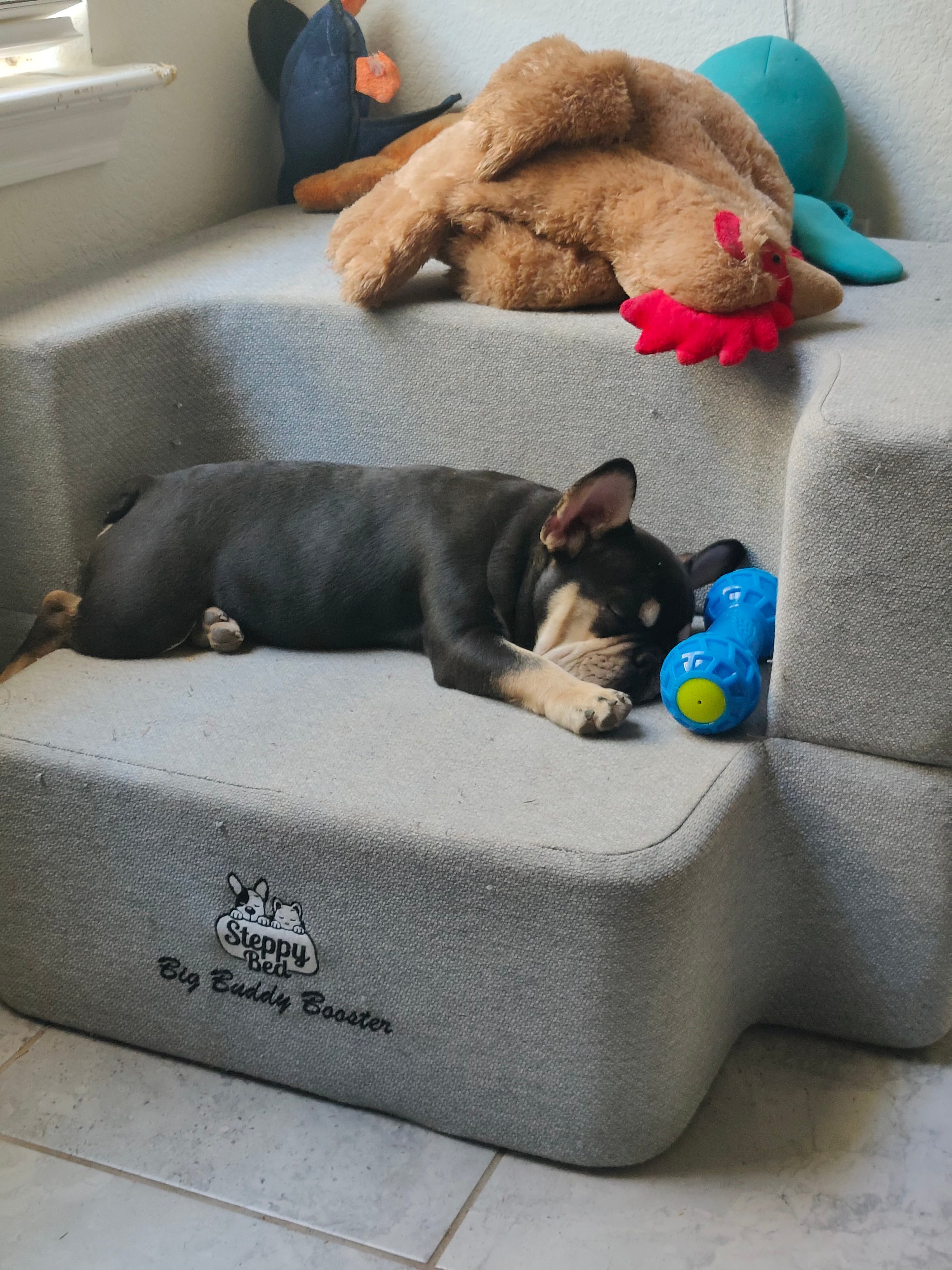 How to Measure Dog for Steps Correctly