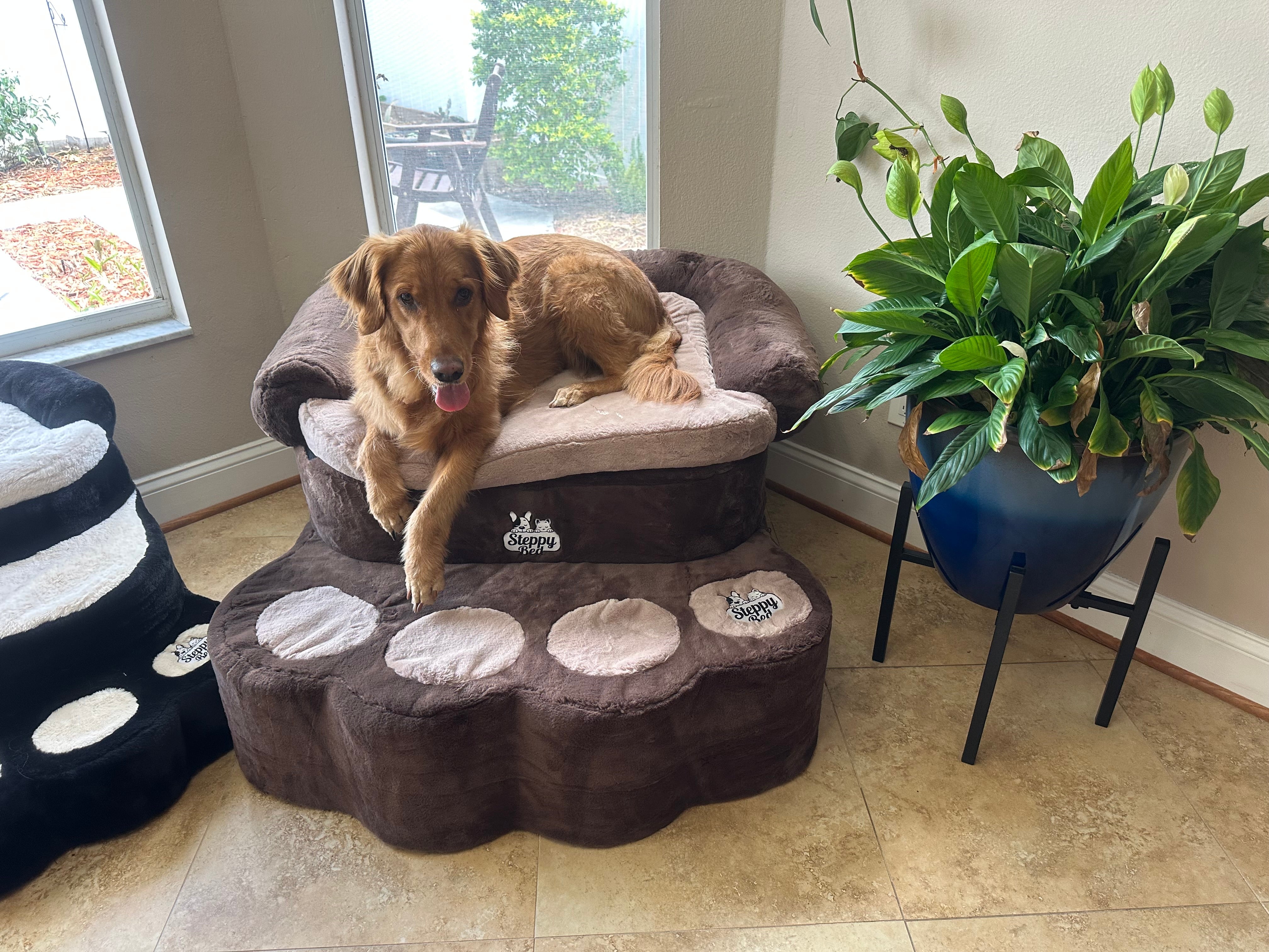 A Guide to Supportive Pet Furniture That Lasts