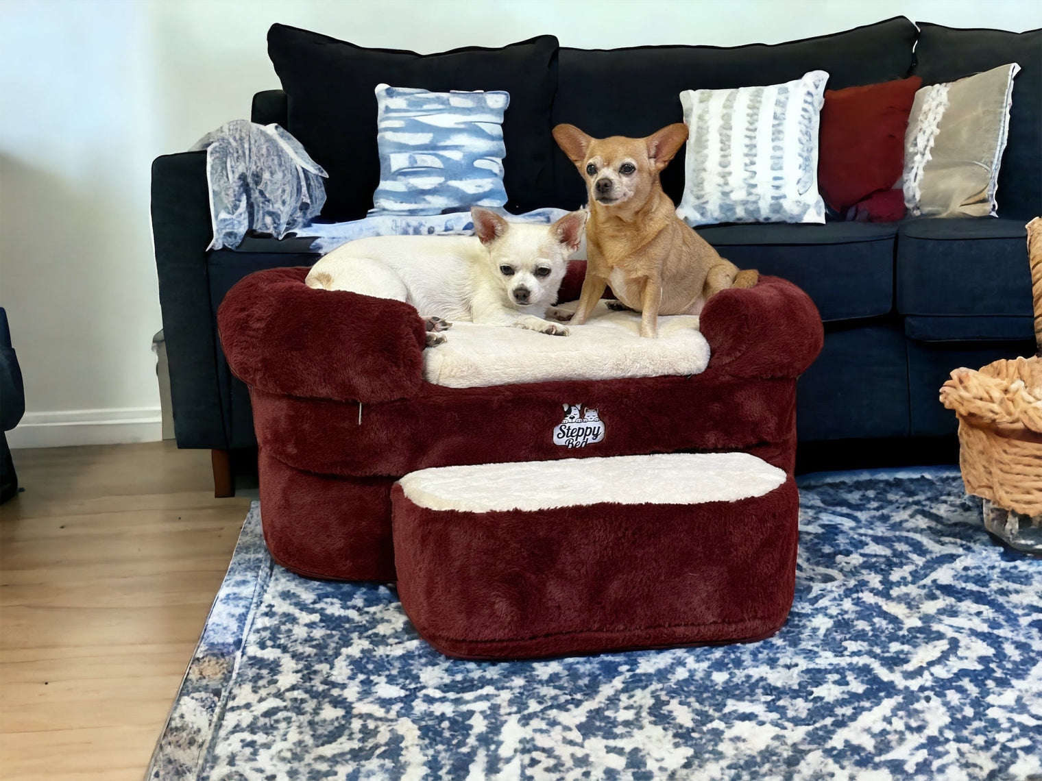 11 Facts About Chihuahuas That Matter