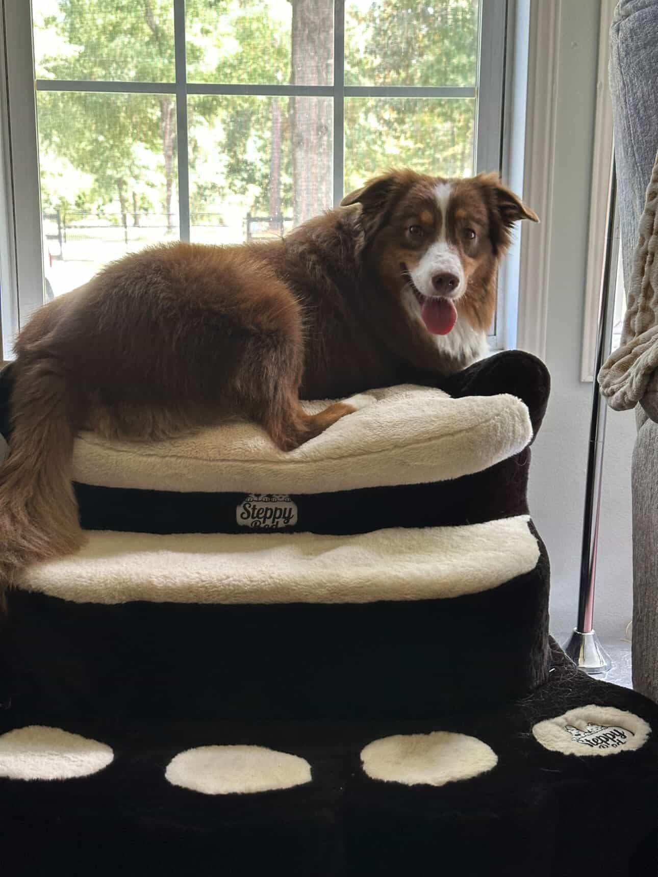 What Size Dog Stairs Do I Need?