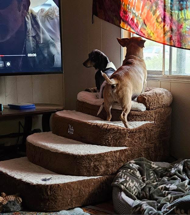 How to Choose Non Slip Dog Stairs
