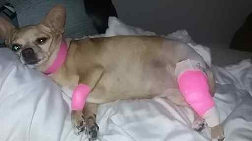 Why your pet should NOT jump