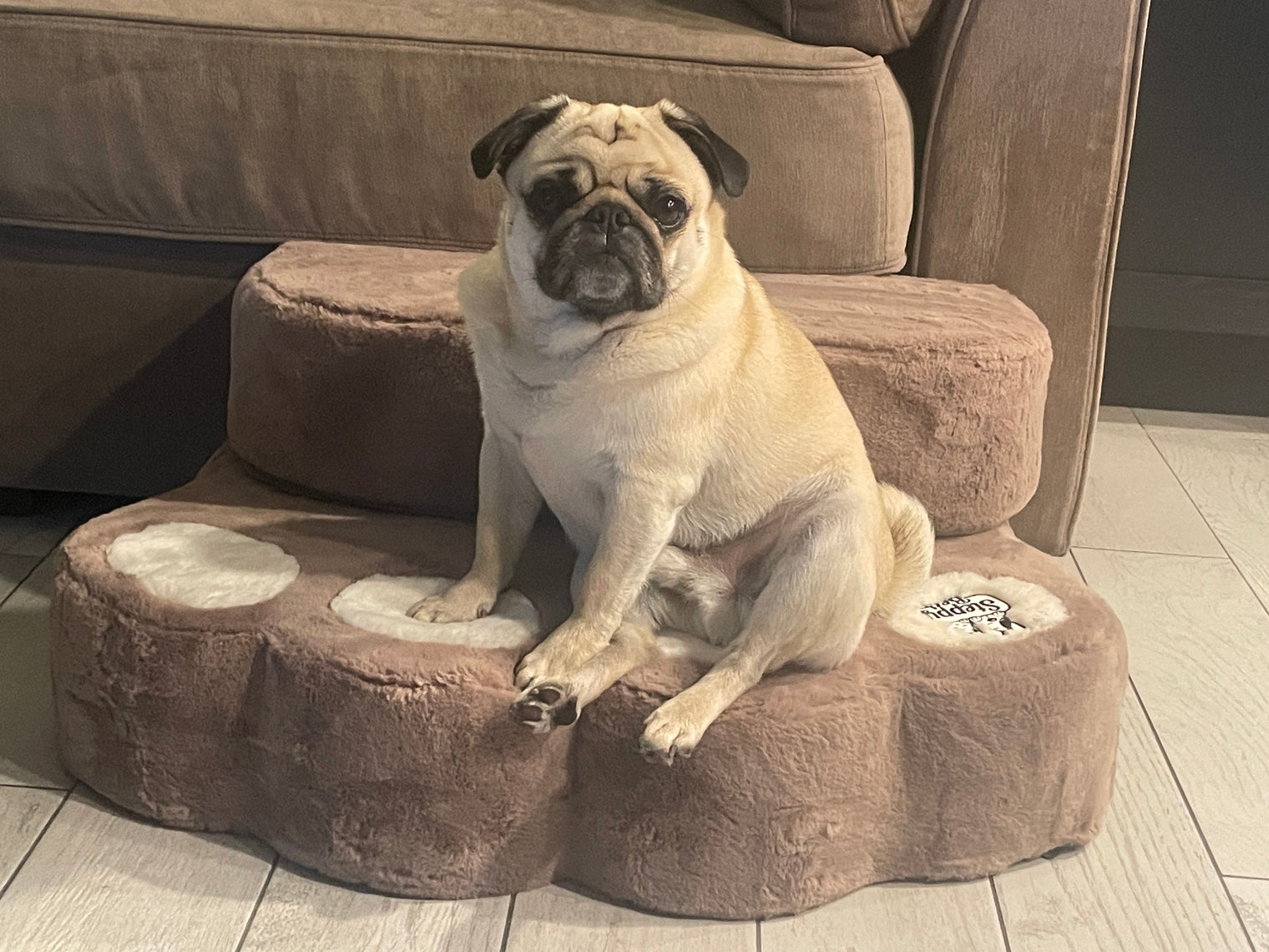 How to Prevent Dog Jumping Injuries