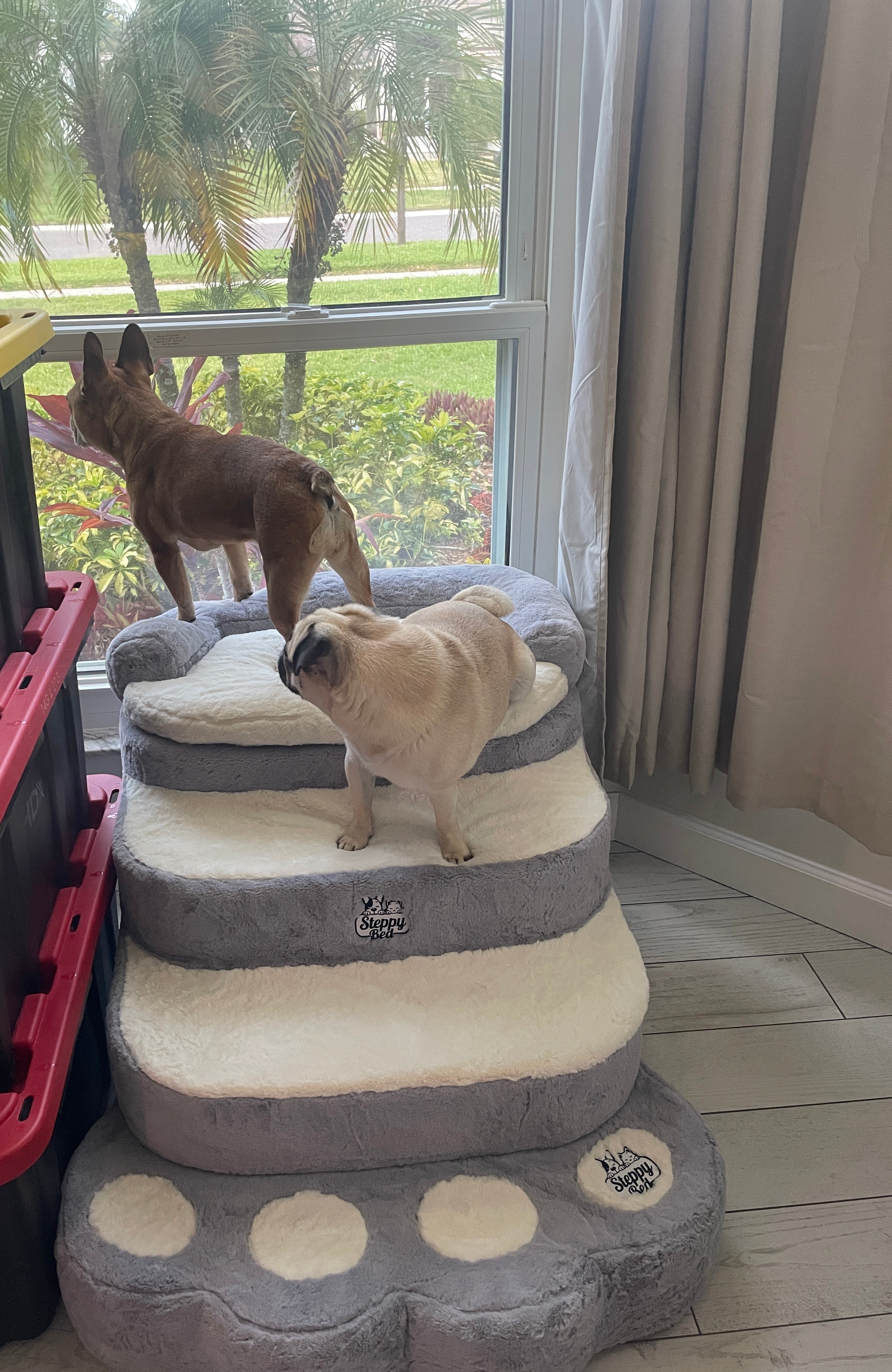 Window Perch vs Raised Pet Bed