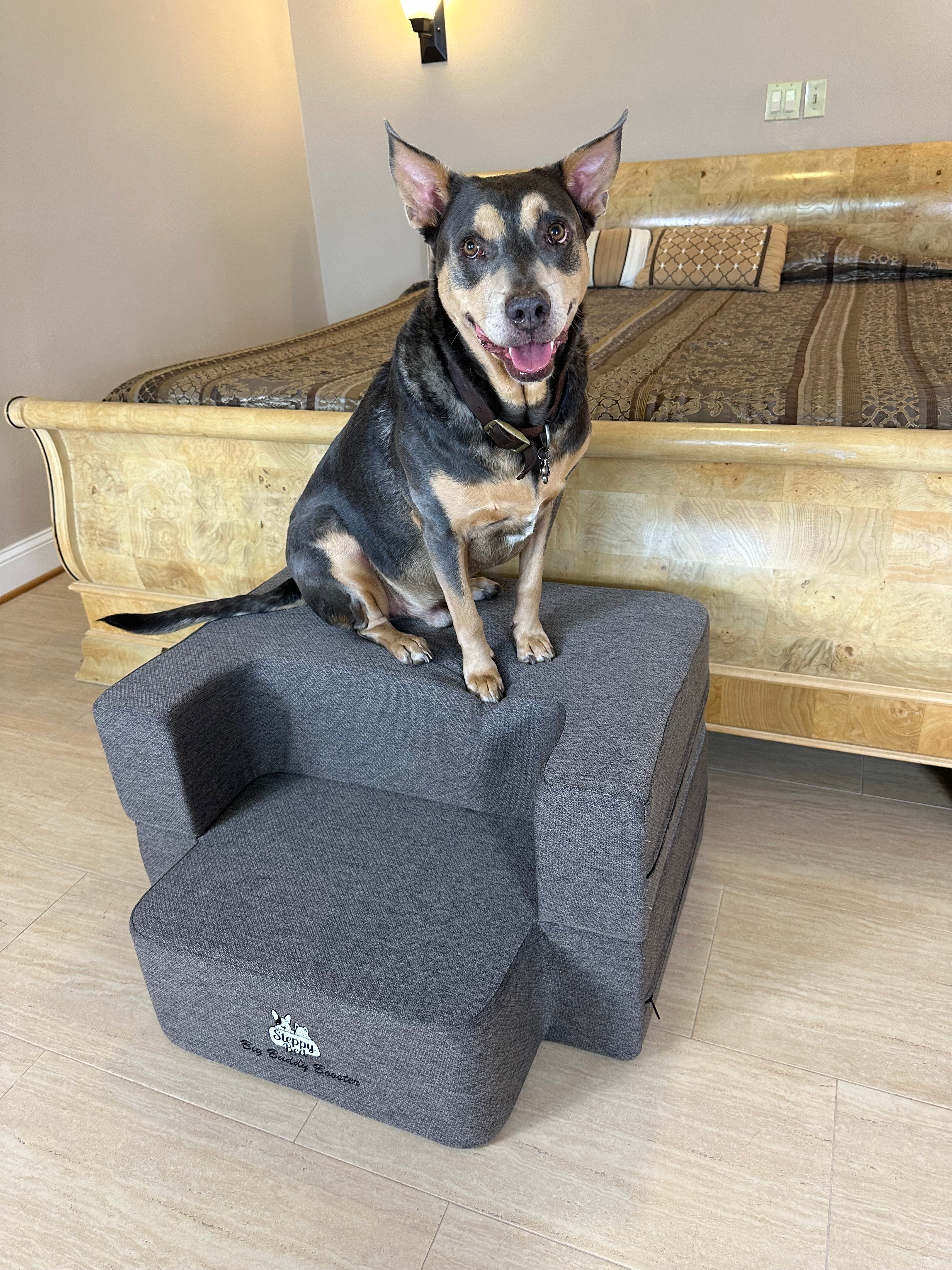 How to Support Aging Dogs at Home