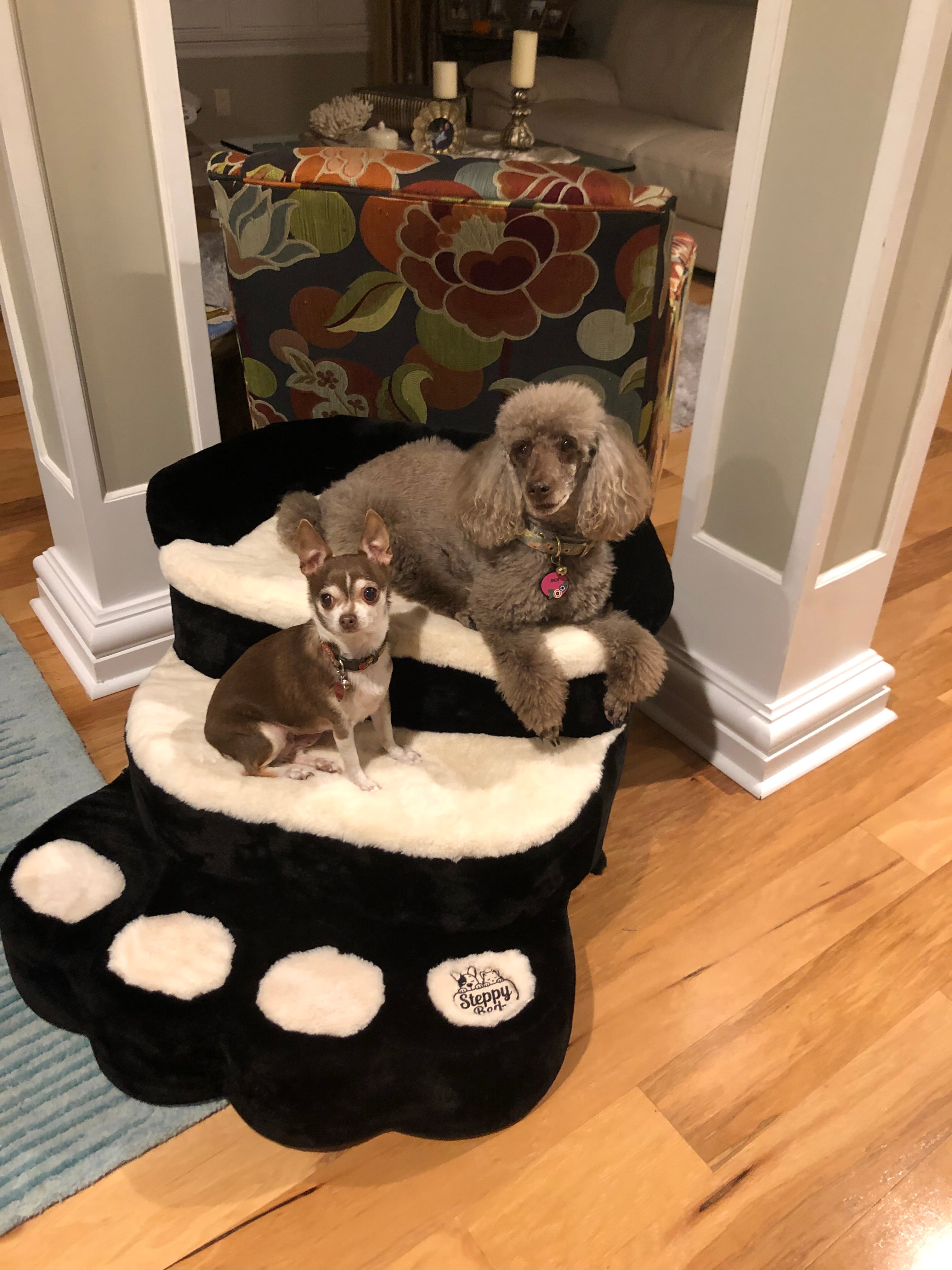 Best Raised Dog Beds Indoors: What Matters