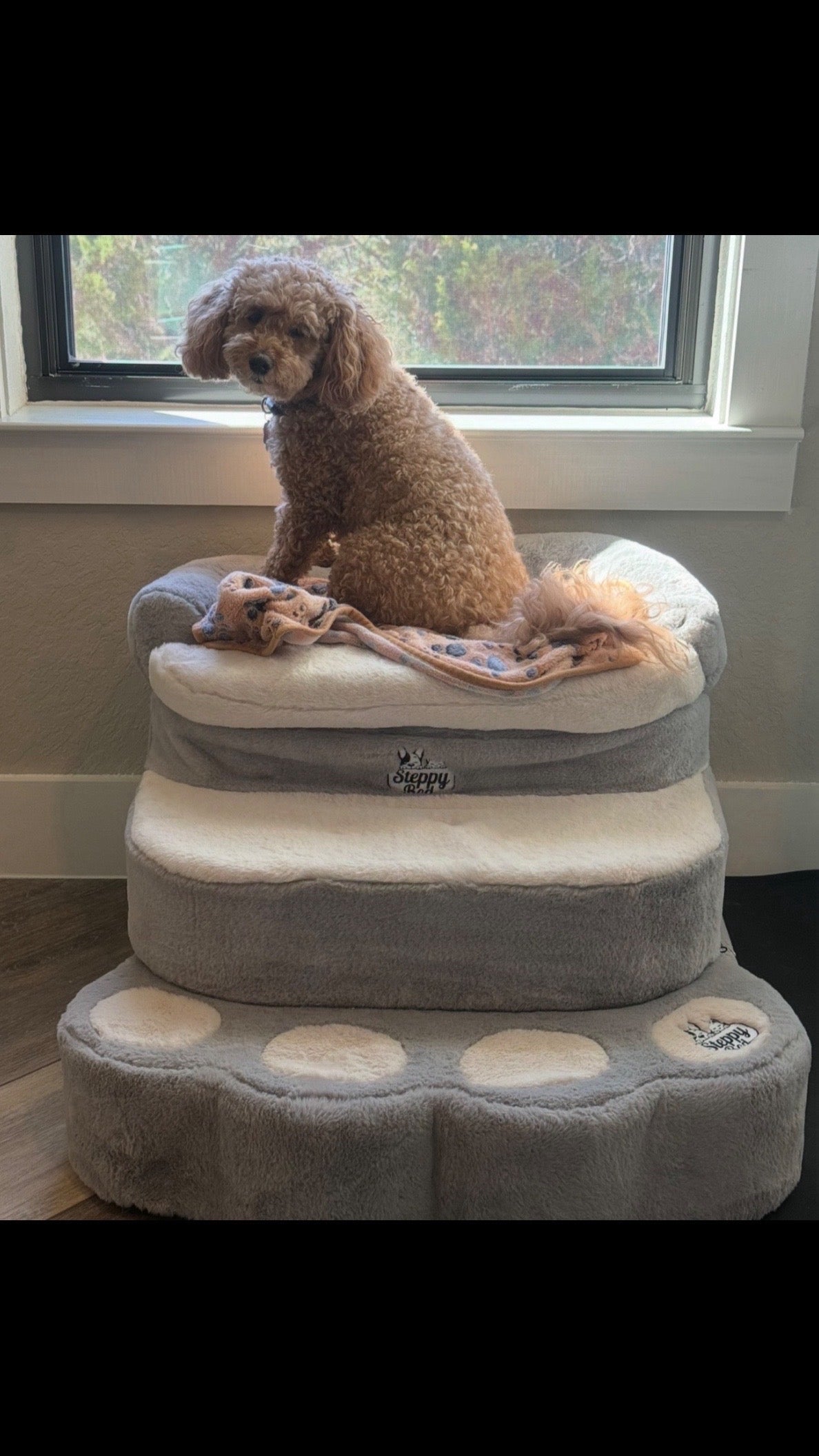 Dog Furniture That Protects Every Landing