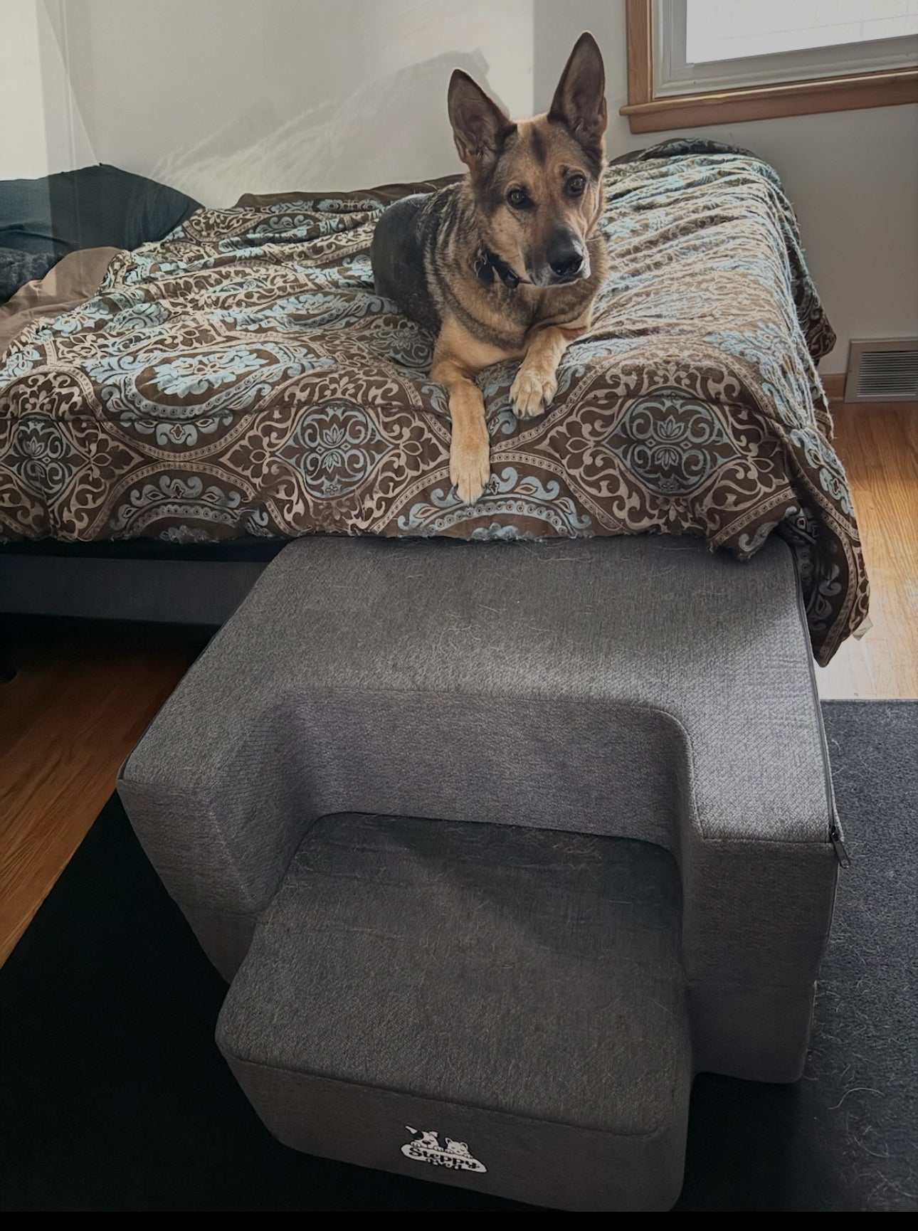 Platform Dog Steps Review: What Matters Most