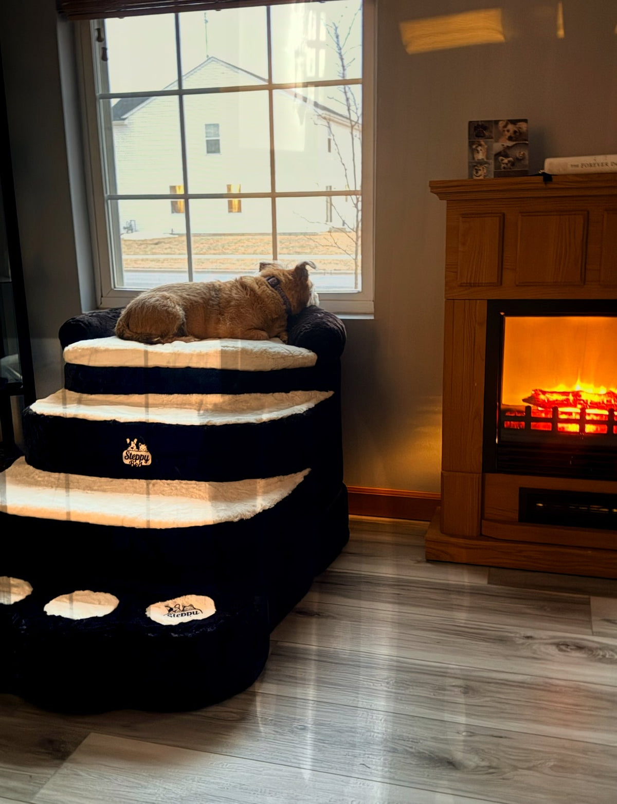 Pet Steps for Cats' Window Perches at Home
