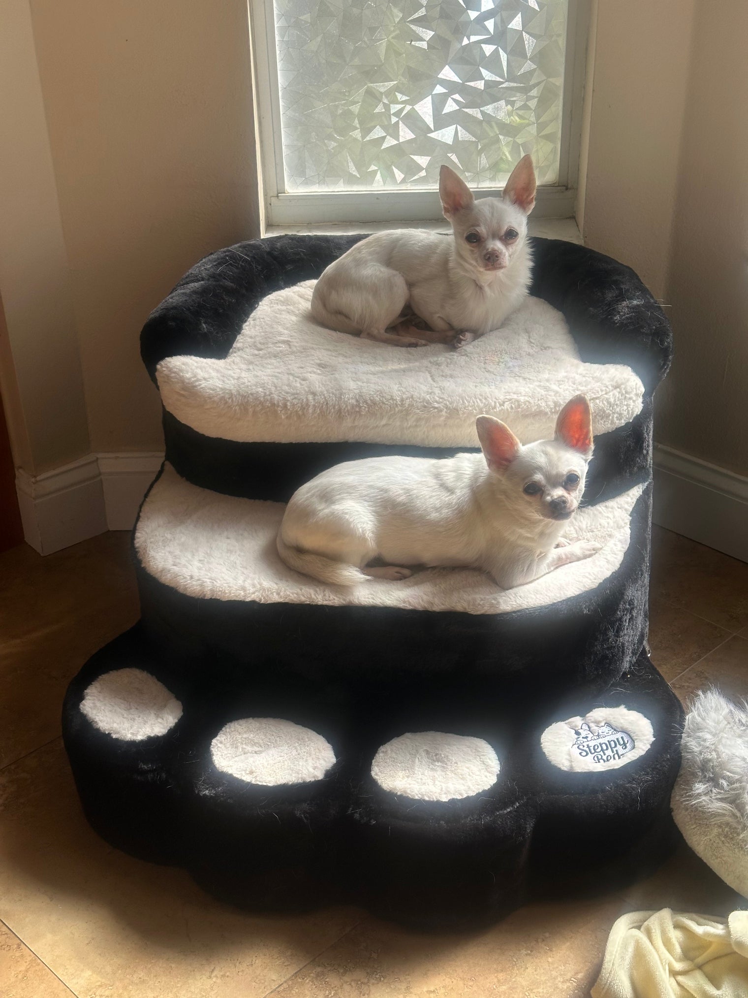 How to Choose Dog Step Height