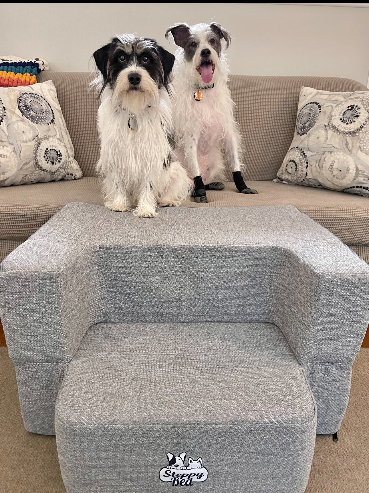 Arthritic Dog Home Setup Example for Safer Days