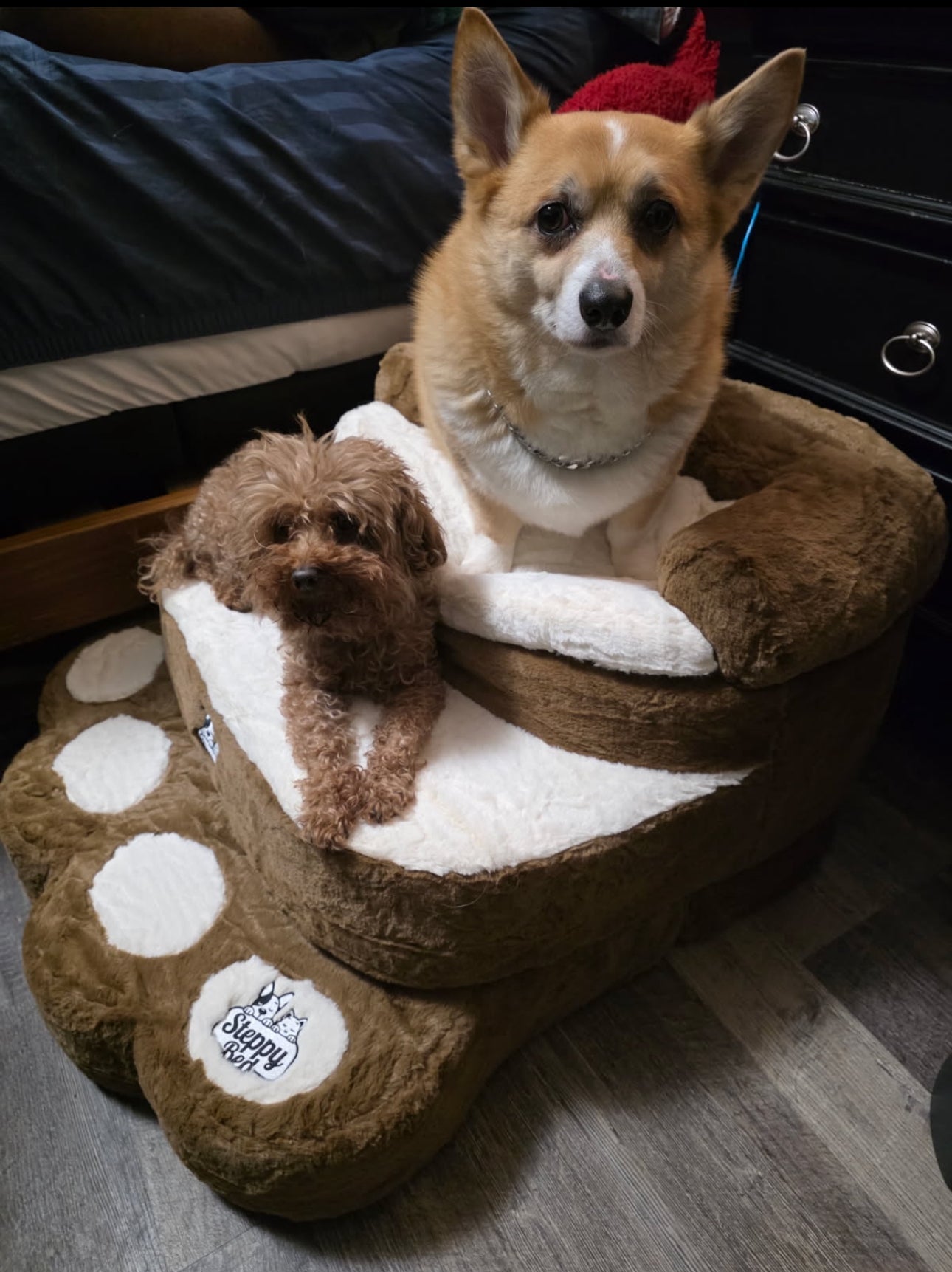 How to Reduce Dog Jumping Strain