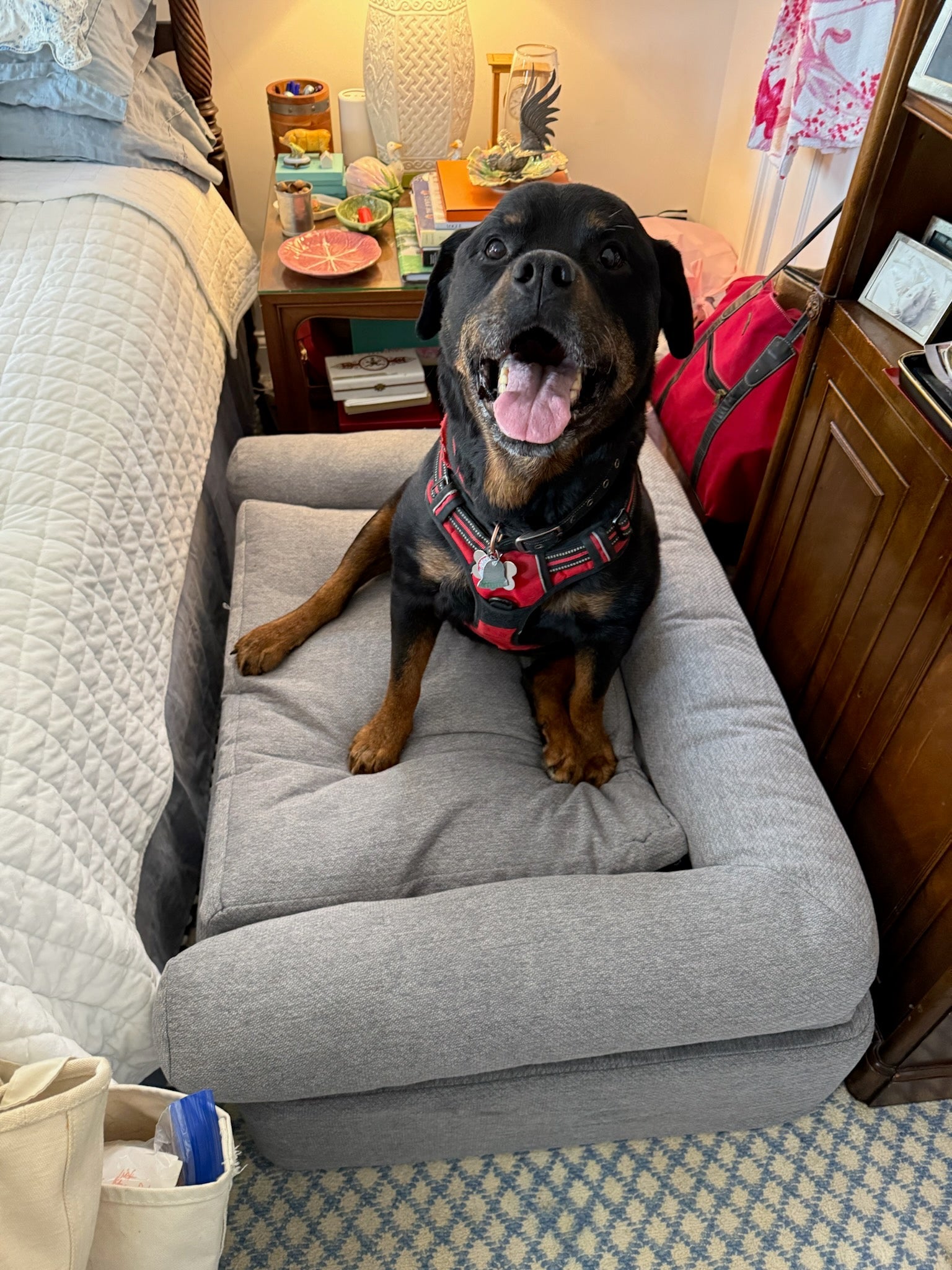 Raised Bed Versus Floor Bed for Your Dog
