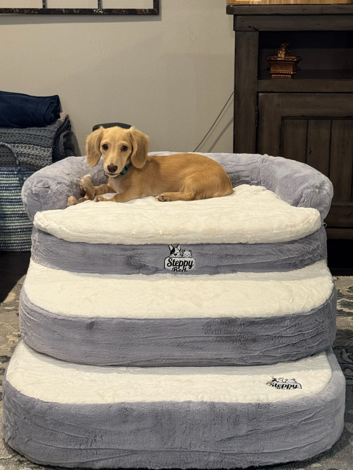 Dog Lounging Furniture for Joint Comfort That Helps