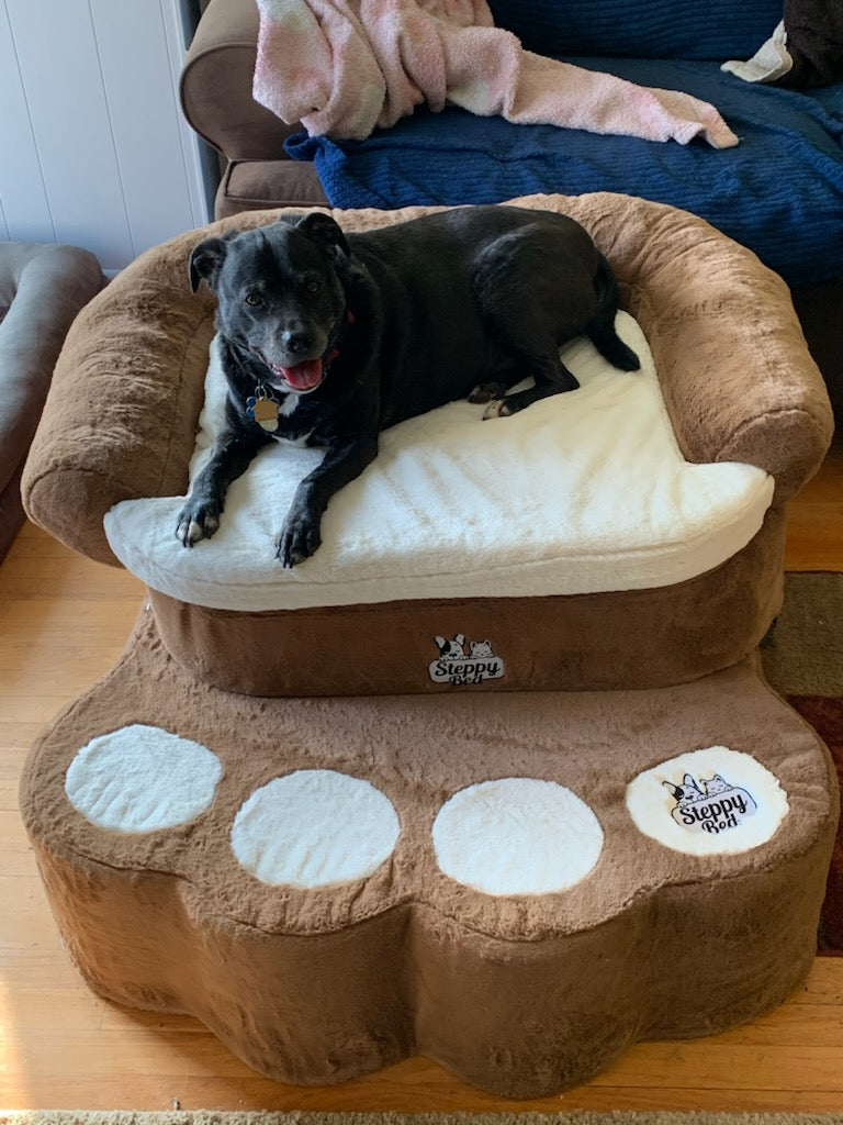 Raised Dog Bed vs Floor Bed: Which Is Better?