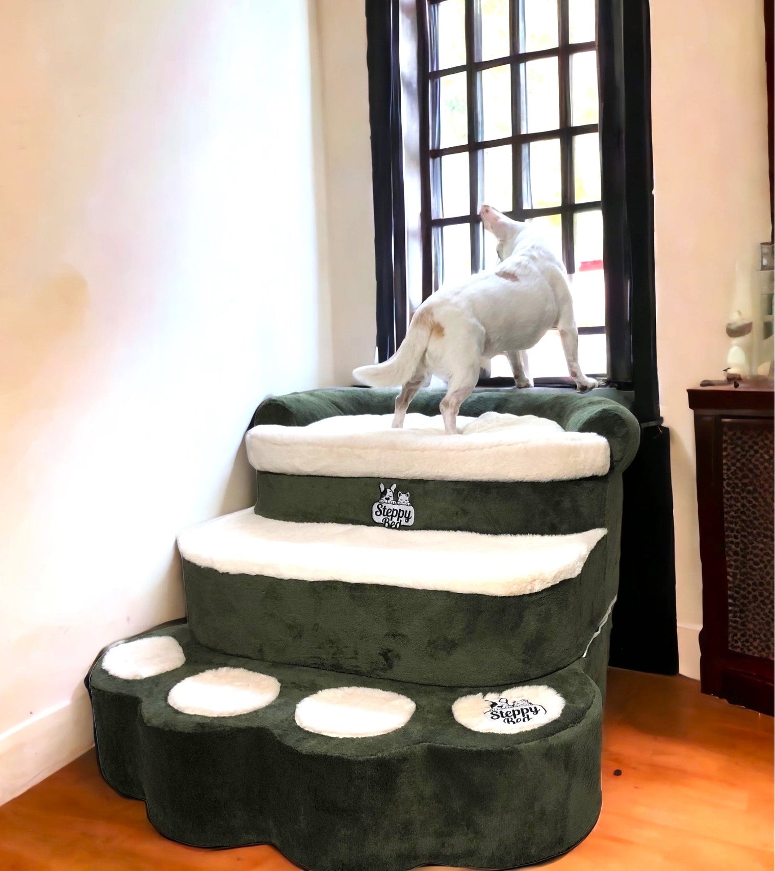 Steps, a bed, and a window perch: cozy indoor birdwatching for pets