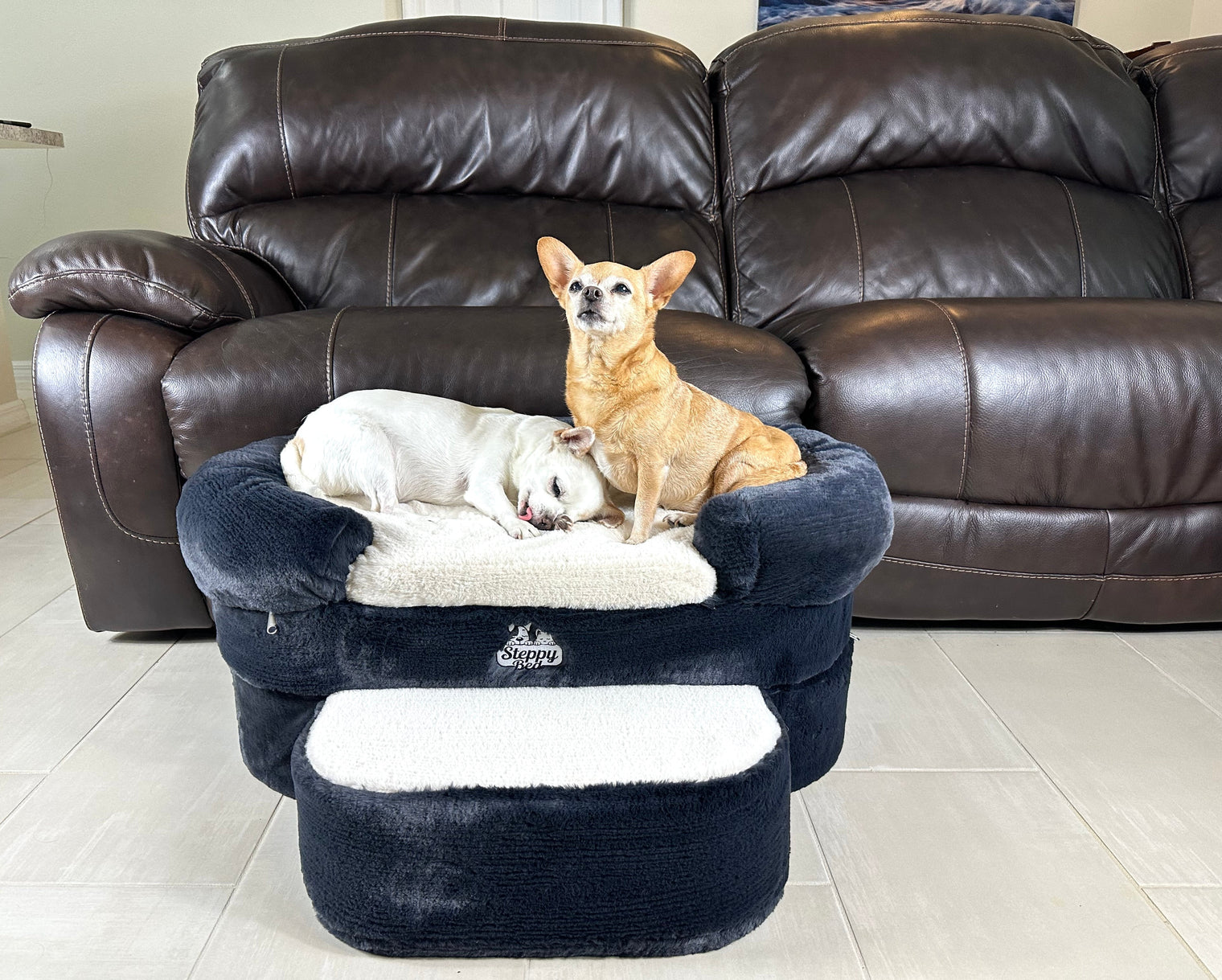 Dog Stairs for Couch Safety That Work