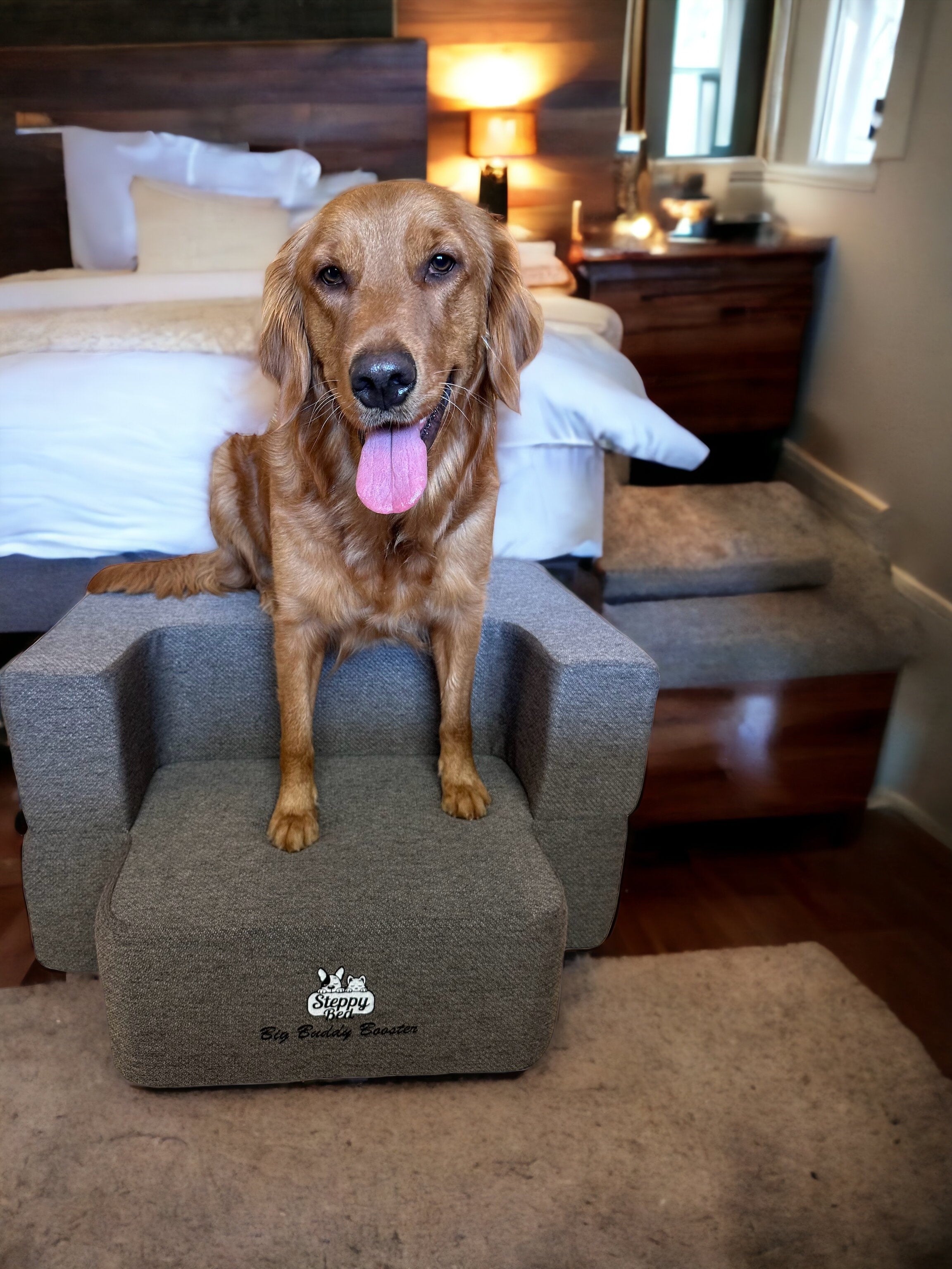 How to Train Dog to Use Stairs Safely
