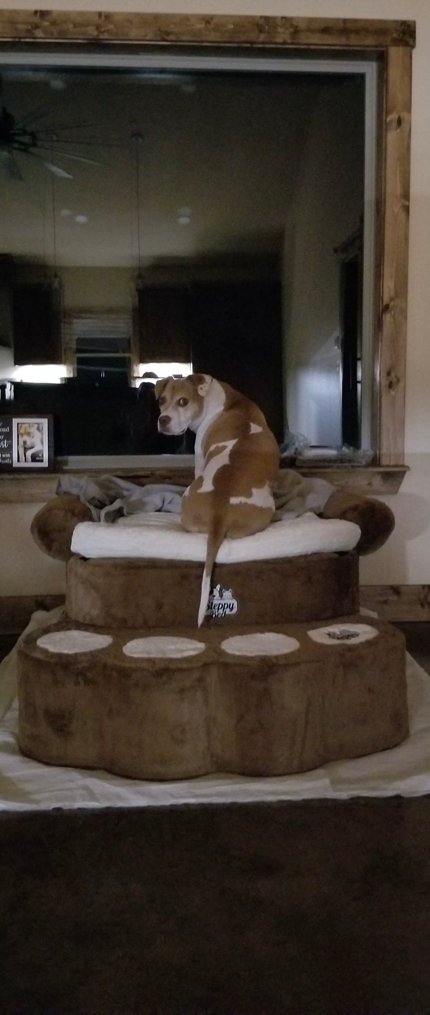Big Paw - Step and Bed for Large Dogs
